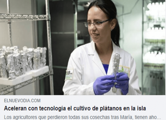 Reportaje: Aceleran con tecnología el cultivo de plátanos en la isla